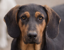 LEVI, Hund, Deutsche Bracke-Mix in Kroatien - Bild 1