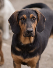 LEVI, Hund, Deutsche Bracke-Mix in Kroatien - Bild 10