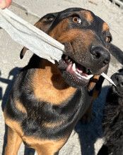 LEVI, Hund, Deutsche Bracke-Mix in Kroatien - Bild 11