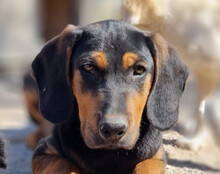 LEVI, Hund, Deutsche Bracke-Mix in Kroatien - Bild 12