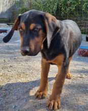 LEVI, Hund, Deutsche Bracke-Mix in Kroatien - Bild 13