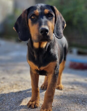 LEVI, Hund, Deutsche Bracke-Mix in Kroatien - Bild 14