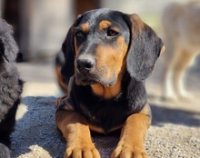 LEVI, Hund, Deutsche Bracke-Mix in Kroatien - Bild 15