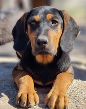 LEVI, Hund, Deutsche Bracke-Mix in Kroatien - Bild 17