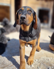 LEVI, Hund, Deutsche Bracke-Mix in Kroatien - Bild 18