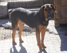 LEVI, Hund, Deutsche Bracke-Mix in Kroatien - Bild 2