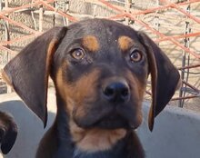 LEVI, Hund, Deutsche Bracke-Mix in Kroatien - Bild 24