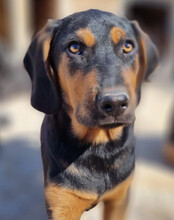 LEVI, Hund, Deutsche Bracke-Mix in Kroatien - Bild 26