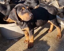 LEVI, Hund, Deutsche Bracke-Mix in Kroatien - Bild 27