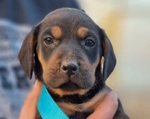 LEVI, Hund, Deutsche Bracke-Mix in Kroatien - Bild 28