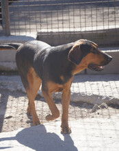 LEVI, Hund, Deutsche Bracke-Mix in Kroatien - Bild 3