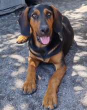 LEVI, Hund, Deutsche Bracke-Mix in Kroatien - Bild 6