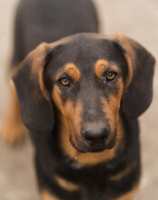 LEVI, Hund, Deutsche Bracke-Mix in Kroatien - Bild 7