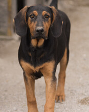 LEVI, Hund, Deutsche Bracke-Mix in Kroatien - Bild 8