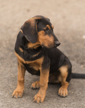 LEVI, Hund, Deutsche Bracke-Mix in Kroatien - Bild 9