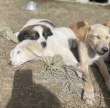 POLDI, Hund, Mischlingshund in Griechenland - Bild 1