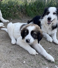 POLDI, Hund, Mischlingshund in Griechenland - Bild 18