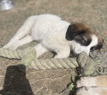 POLDI, Hund, Mischlingshund in Griechenland - Bild 2