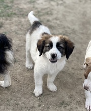 POLDI, Hund, Mischlingshund in Griechenland - Bild 7