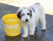 BOBBY, Hund, Mischlingshund in Griechenland
