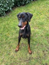 LAMBI, Hund, Dobermann in Hamburg - Bild 1