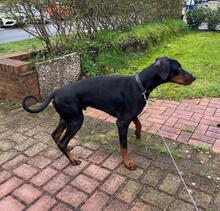 LAMBI, Hund, Dobermann in Hamburg - Bild 2