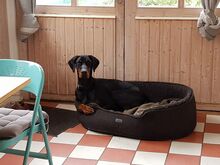 LAMBI, Hund, Dobermann in Hamburg - Bild 3