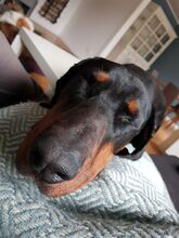 LAMBI, Hund, Dobermann in Hamburg - Bild 4