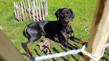 LAMBI, Hund, Dobermann in Hamburg - Bild 5