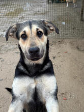 ASMARA, Hund, Mischlingshund in Stuttgart - Bild 1