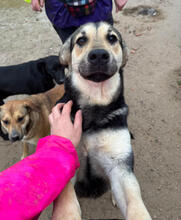 ASMARA, Hund, Mischlingshund in Stuttgart - Bild 2