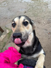ASMARA, Hund, Mischlingshund in Stuttgart - Bild 3
