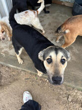 ASMARA, Hund, Mischlingshund in Stuttgart - Bild 4