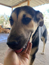 ASMARA, Hund, Mischlingshund in Stuttgart - Bild 5
