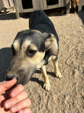 ASMARA, Hund, Mischlingshund in Stuttgart - Bild 6