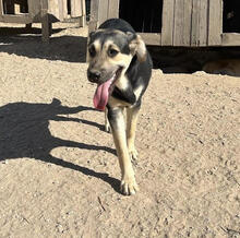 ASMARA, Hund, Mischlingshund in Stuttgart - Bild 7