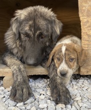 TIMO, Hund, Mischlingshund in Griechenland - Bild 10