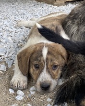 TIMO, Hund, Mischlingshund in Griechenland - Bild 12