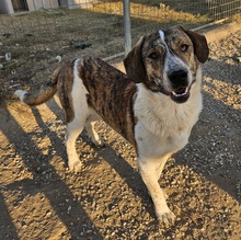 TIMO, Hund, Mischlingshund in Griechenland - Bild 6