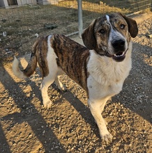 TIMO, Hund, Mischlingshund in Griechenland - Bild 8