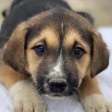 DEKAR, Hund, Mischlingshund in Griechenland - Bild 1