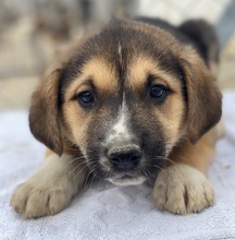 DEKAR, Hund, Mischlingshund in Griechenland - Bild 12