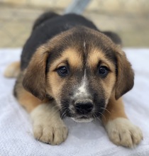 DEKAR, Hund, Mischlingshund in Griechenland - Bild 17