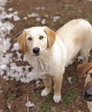 FYNN, Hund, Mischlingshund in Griechenland - Bild 1