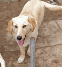 FYNN, Hund, Mischlingshund in Griechenland - Bild 11