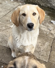 FYNN, Hund, Mischlingshund in Griechenland - Bild 12