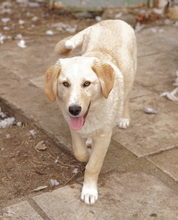 FYNN, Hund, Mischlingshund in Griechenland - Bild 13