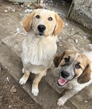 FYNN, Hund, Mischlingshund in Griechenland - Bild 14