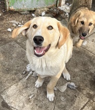 FYNN, Hund, Mischlingshund in Griechenland - Bild 18