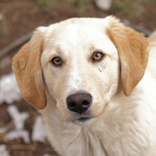 FYNN, Hund, Mischlingshund in Griechenland - Bild 19